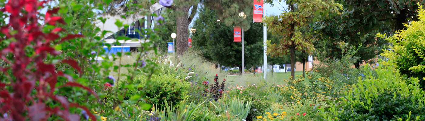 HutchCC campus garden